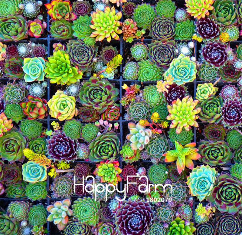 Succulent & Cactus Seeds Mix - Lithops, Bonsai Plants for Home Garden, Pots & Balcony - Easy Grow!