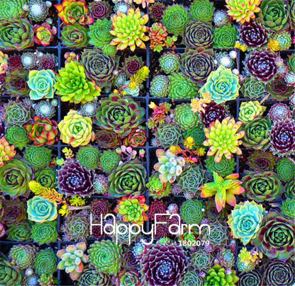 Succulent & Cactus Seeds Mix - Lithops, Bonsai Plants for Home Garden, Pots & Balcony - Easy Grow!