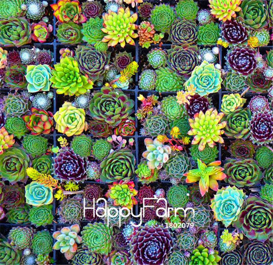 Succulent & Cactus Seeds Mix - Lithops, Bonsai Plants for Home Garden, Pots & Balcony - Easy Grow!