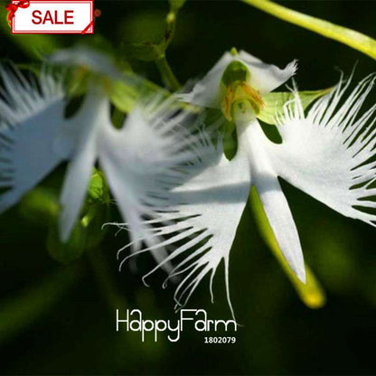 Egret Flower Seeds - Perennial Blooming Potted Plants for Home & Garden