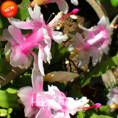 24 Color Rare Schlumbergera Bonsai Seeds - | Unique Truncatus Flower Seeds for Planting