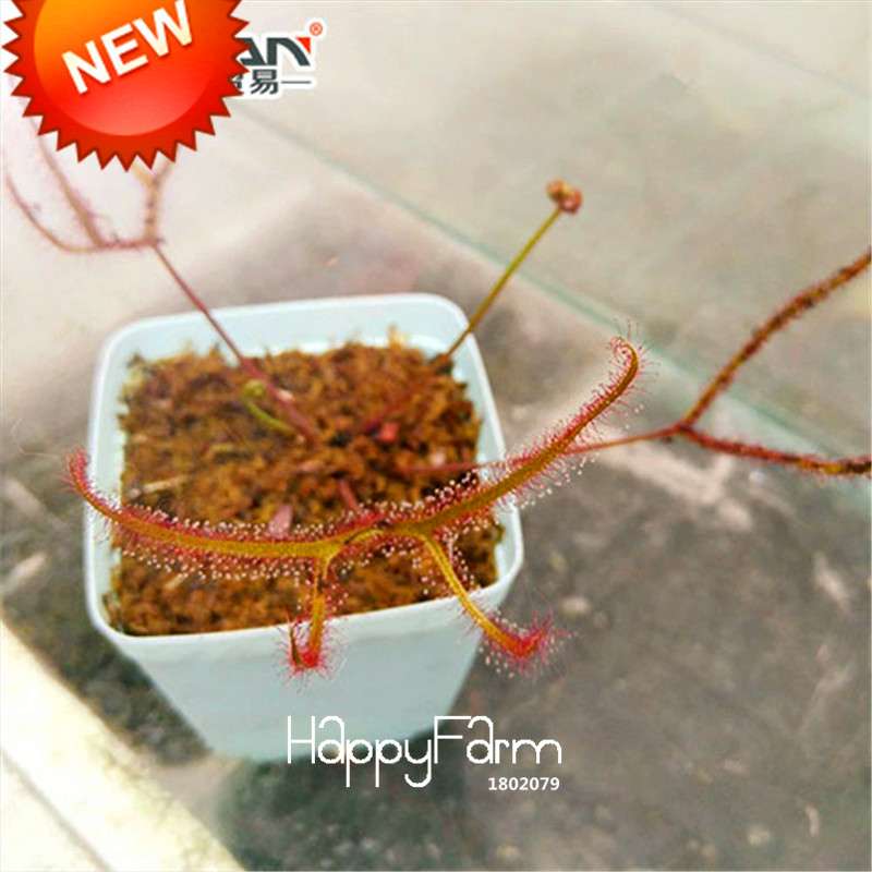Carnivorous Bonsai Flytrap & Sundew Seeds - Natural Radiation Protection, Potted Garden Plants (USA)