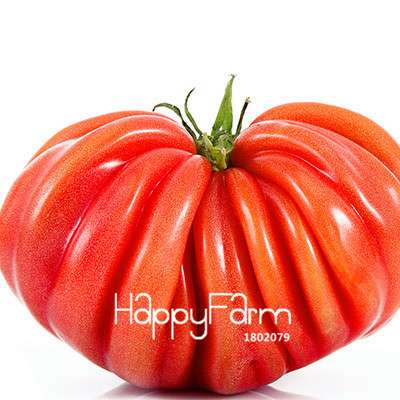 Giant Tomato Seeds for Home Garden - Sweet Pumpkin Tomato, Balcony & Container Planting