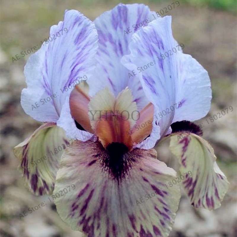 Mixed Color Bearded Iris Seeds - Rare Orchid-Like Flowers for Garden Planting, DIY Home Gardening