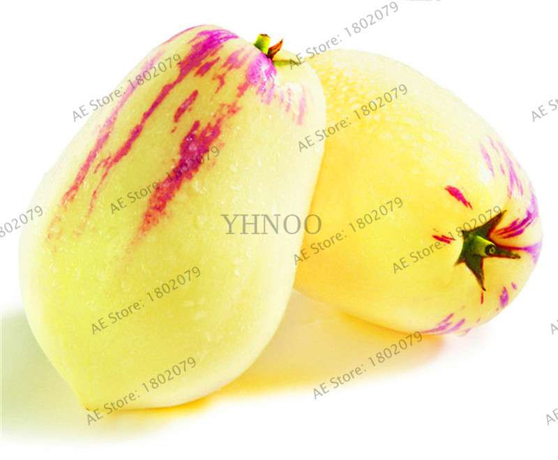 Ginseng Fruit Seeds - Nutritious Mini Bonsai Tree for Pots & Courtyard | Home Gardening Vegetable Melon Seeds