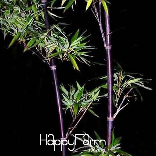Rare Purple Bamboo Seeds - Lucky Decorative Garden Plants for Home & Office | Fast Growth