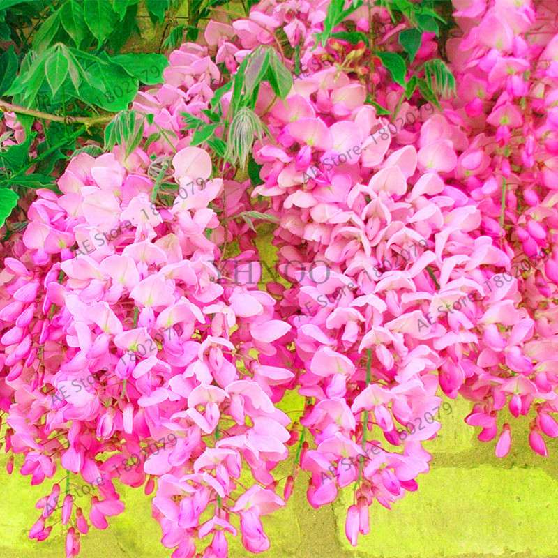 Rare Red Wisteria Seeds - Bonsai Tree Kit for Indoor Home Decor | Easy-Grow Mini Bonsai Plants