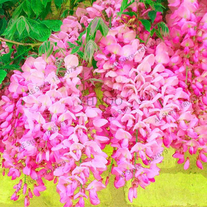 Rare Red Wisteria Seeds - Bonsai Tree Kit for Indoor Home Decor | Easy-Grow Mini Bonsai Plants