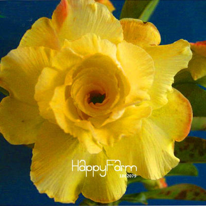 Unique Yellow Desert Rose Seeds - Exotic Adenium Flower for Balcony & Potted Plants
