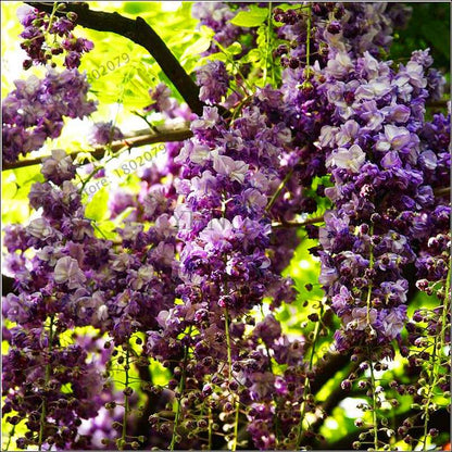 Rare Red Wisteria Seeds - Bonsai Tree Kit for Indoor Home Decor | Easy-Grow Mini Bonsai Plants