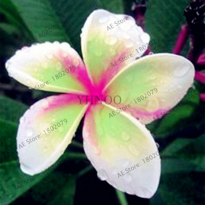 Mixed Color Frangipani Plumeria Seeds - Perennial Bonsai Plant for Home & Garden Planting