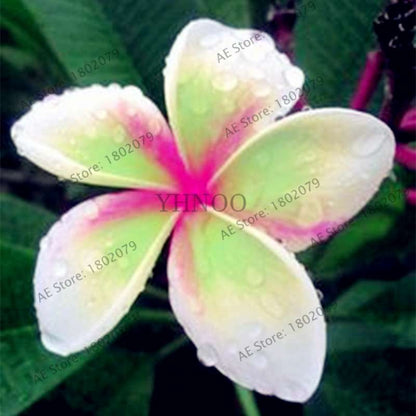 Mixed Color Frangipani Plumeria Seeds - Perennial Bonsai Plant for Home & Garden Planting