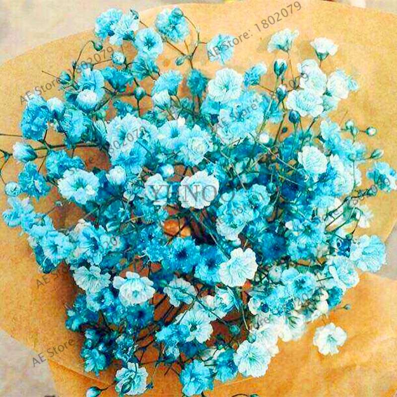 Gypsophila Paniculata Seeds - Vibrant Multi-Color Baby's Breath for Home & Garden | Fast Shipping