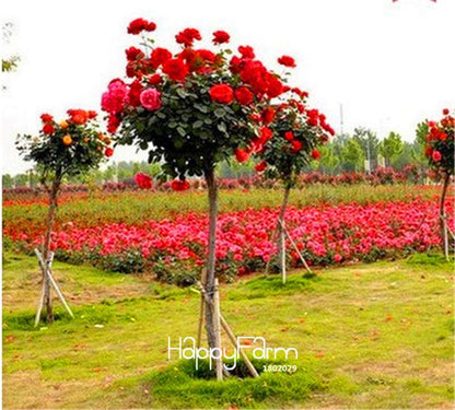 Rare Rosa Chinensis Seeds - Fresh Dendroidal Rose Tree Seeds for Planting, Exotic Flower Garden
