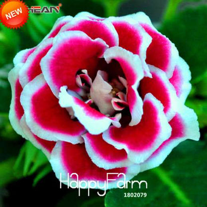 Red Gloxinia Seeds - Perennial Sinningia Speciosa for Bonsai & Balcony Gardens | USA Shipping