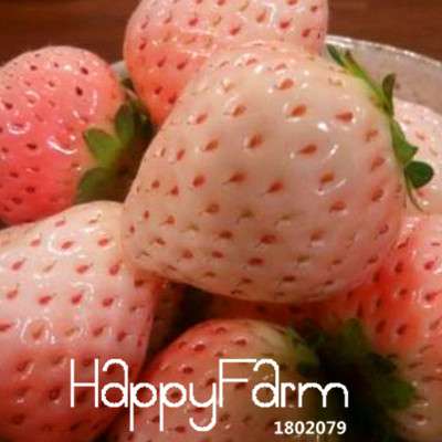 Pink Strawberry Seeds for Planting - Sweet Fruit, Home Garden, DIY Potted Plants (Indoor/Outdoor)