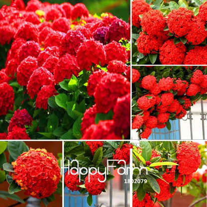 Mixed Hydrangea Seeds - Vibrant Home Garden Flowers for Bonsai & Planting
