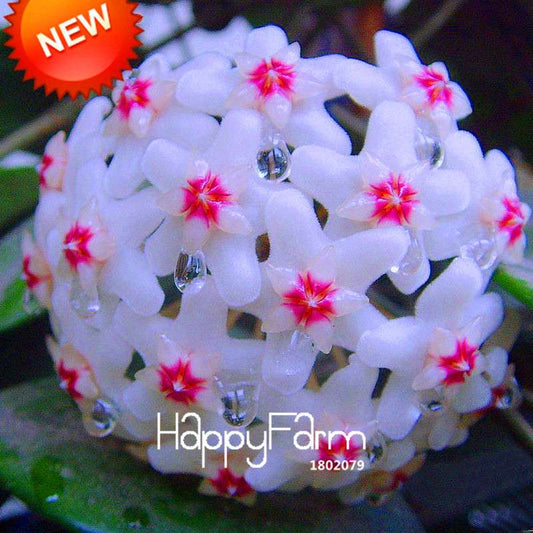 Buy Hoya Carnosa Seeds - Potted Flower Seeds for Home Garden Planting, Perennial Orchid-Like Blooms