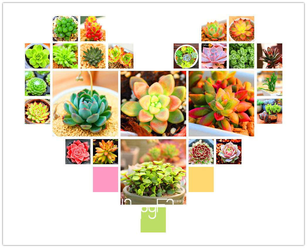 Lithops Seeds - 99 Varieties, Succulent & Bonsai Plants for Office - Fast Shipping & High Germination Rate