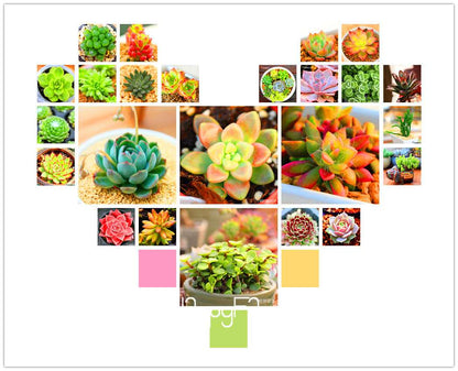 Lithops Seeds - 99 Varieties, Succulent & Bonsai Plants for Office - Fast Shipping & High Germination Rate