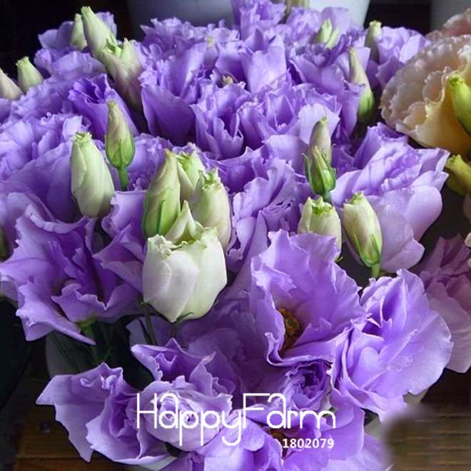 Purple Eustoma Seeds - Grow Beautiful Lisianthus Flowers for Home Garden | Perennial DIY Planting