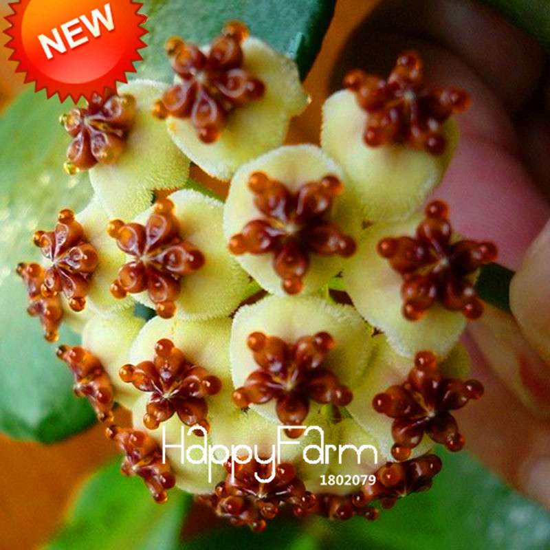 Rare Hoya Carnosa Orchid Seeds - Home Bonsai Flower Seeds for Planting
