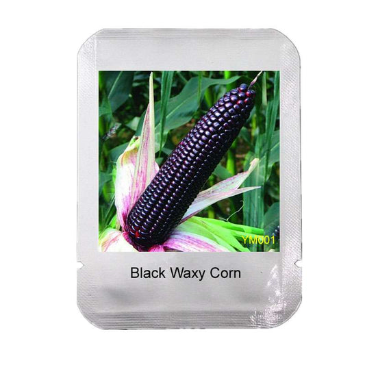 Organic Black Waxy Corn Seeds - Non-GMO Garden Vegetable Seeds for Home Planting, Healthy & Delicious