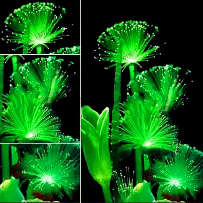 Fluorescent Emerald Aquarium Grass Seeds - Vibrant Water Plant Decor for Fish Tanks | Fast-Growing & Easy Care