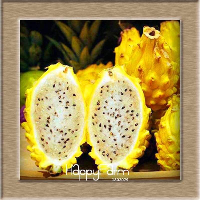 Non-GMO Dragon Fruit Seeds for Planting - Sweet Pitaya Bonsai Tree, - Fresh Hylocereus Fruit