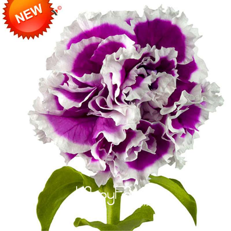 Black Carnation Flower Seeds - Rare Dianthus Bonsai Plants for Home Garden, Unique & Exotic Blooms
