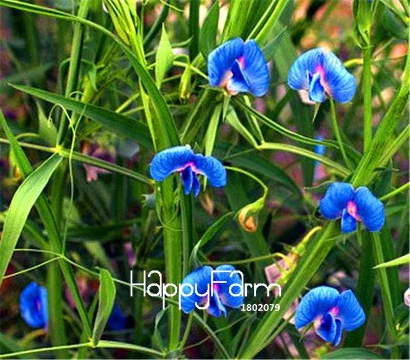 King Tut Blue Sweet Pea Seeds - Easy to Grow Bonsai Flowers for Home Garden, Non-GMO