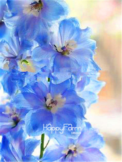 Rocket Larkspur Seeds - Easy-Grow Delphinium Flowers for Home Garden & DIY Potted Bonsai