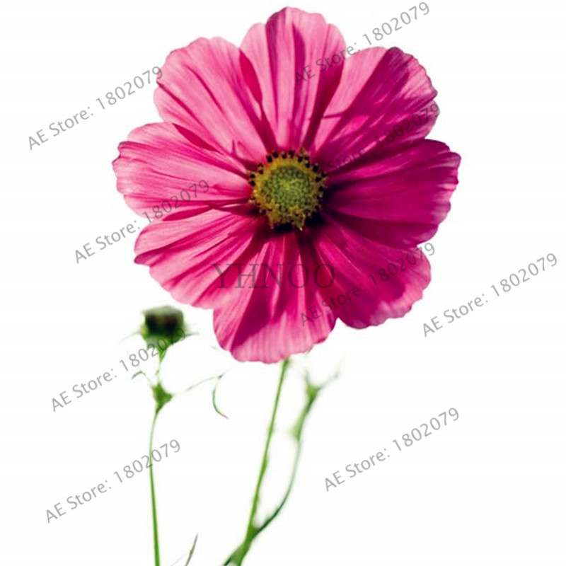 Cosmos Flower Seeds - Mixed Bonsai Seeds for DIY Home & Garden Planting - Easy Grow