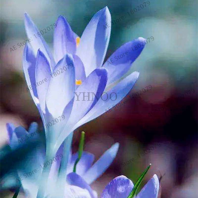 Saffron Seeds for Planting - Grow Saffron Crocus Flowers in Home & Garden - Bonsai Plant Variety