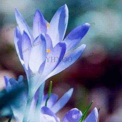 Saffron Seeds for Planting - Grow Saffron Crocus Flowers in Home & Garden - Bonsai Plant Variety