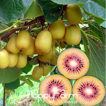 Red Kiwi Seeds - Organic, Non-GMO, Fresh Garden Bonsai Fruit Seeds for Home Planting
