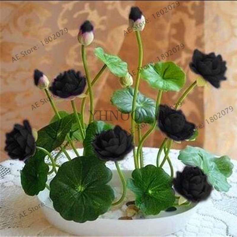 Lotus Seeds for Planting - Beautiful Water Lily Aquatic Plants for Home Garden Ponds
