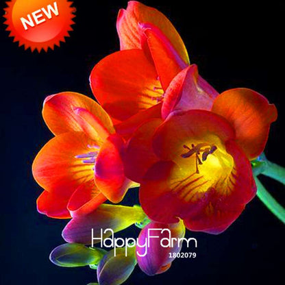 Freesia Seeds - Fragrant, Colorful Flowers for Your Garden | Easy to Grow
