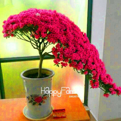 Azalea Flower Seeds - Vibrant Indoor Bonsai Plants for Home & Garden | Easy to Grow