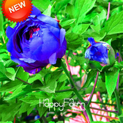Rare Purple Blue Peony Seeds for Planting - Exotic Chinese Flower Seeds