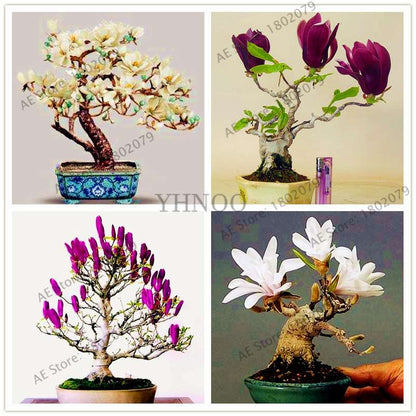 Magnolia Seeds for Planting - Beautiful Bonsai Flower Seeds, Easy to Grow for Home & Garden