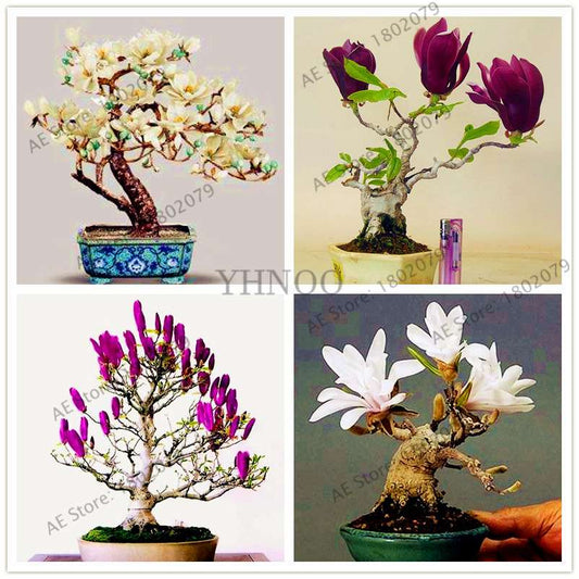Magnolia Seeds for Planting - Beautiful Bonsai Flower Seeds, Easy to Grow for Home & Garden