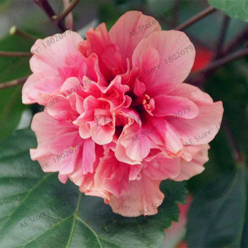 Mixed Color Hibiscus Seeds - Perennial Dinner Plate Hibiscus for Home Garden & Bonsai Planting