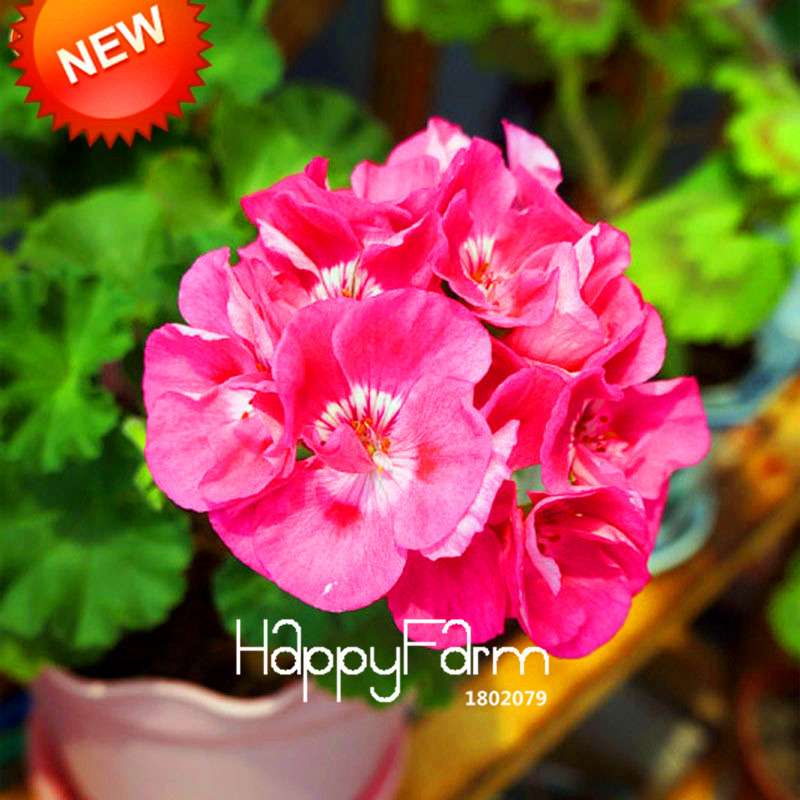 Hot Pink Geranium Seeds - Perennial Pelargonium Peltatum for Indoor & Outdoor Planting