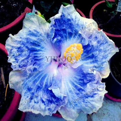 24-Color Giant Dinnerplate Hibiscus Seeds - Perennial Flower for Home, Bonsai & Garden Planting