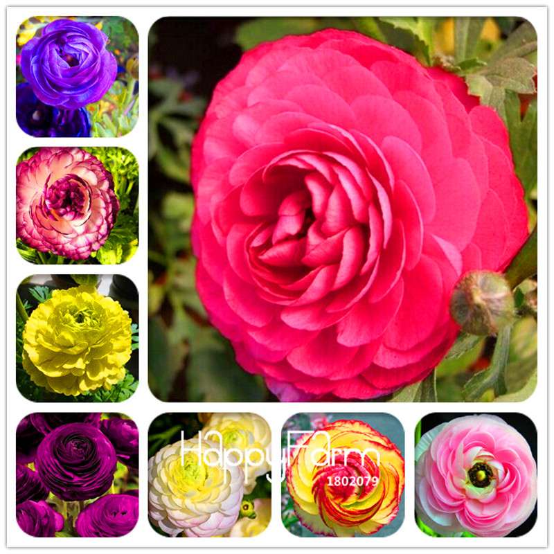 Ranunculus Asiaticus Bonsai Flower Seeds - DIY Home Garden Planting Kit