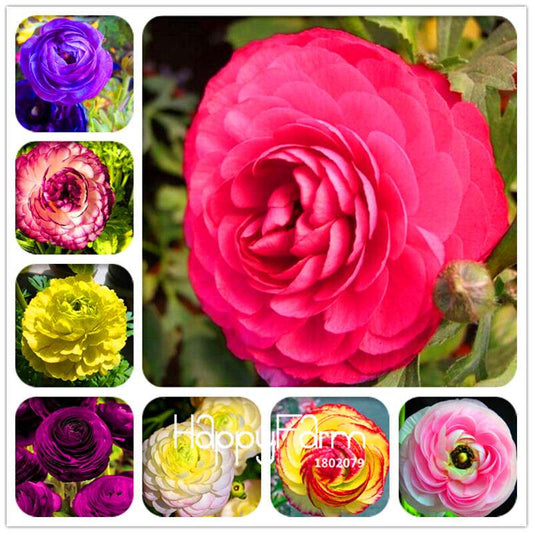 Ranunculus Asiaticus Bonsai Flower Seeds - DIY Home Garden Planting Kit