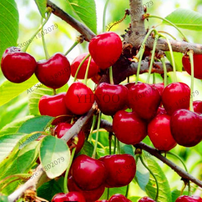 Japanese Cherry Seeds for Planting - Sweet Fruit Bonsai Tree Kit for Home Garden DIY