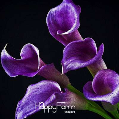 18 Color Rare Calla Lily Seeds - High Germination Rate, Fast US Shipping