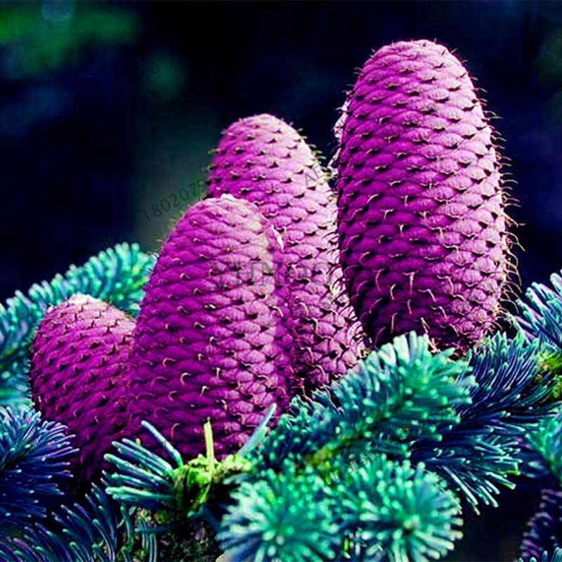 Korean Fir Seeds (Abies koreana) - Year-Round Bonsai Tree Planting, DIY Home Garden Decor & Landscaping